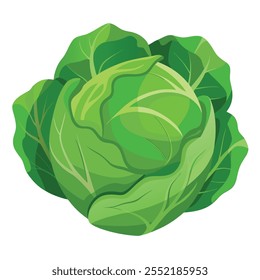 Green Cabbage illustration With vector