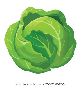 Green Cabbage illustration With vector