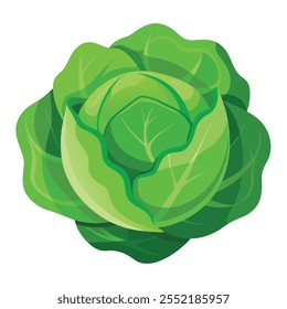 Green Cabbage illustration With vector