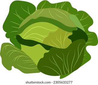 green cabbage illustration vector color