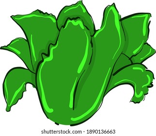 Green cabbage , illustration, vector on white background
