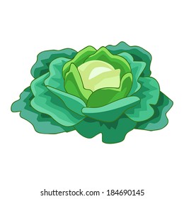 green cabbage isolated illustration on white background