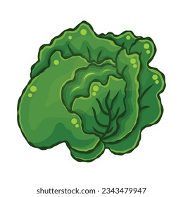 green cabbage isolated illustration on white background