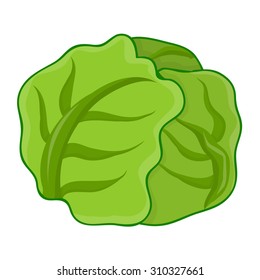 green cabbage isolated illustration on white background