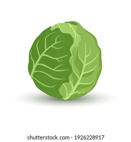 green cabbage isolated on white background. Vector illustration. ingredients for cooking.