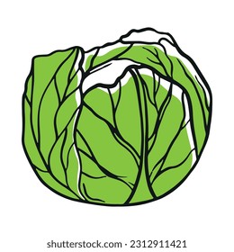 Green cabbage on white background