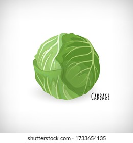 Plantas de col verde aisladas en fondo blanco. Ingrediente fresco para ensalada de estilo plano. Dejando a Cabbage. Vector vegetariano orgánico saludable Ilustración.