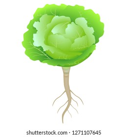 Green cabbage with roots on a white background.