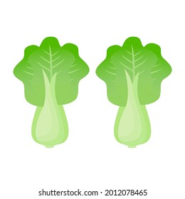 Green cabbage simple illustration on white background. Vector of fresh  vegetable simple concept, minimal design for icon, logo, symbol, healthy food, chinese cabbage, kimchi