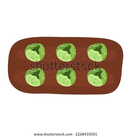 Green cabbage in the soil. Farm vegetable planting process in cartoon style. Gardening bed with a vegetable plant. Vector illustration