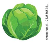 Green Cabbage Vagetable A Vector