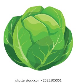 Green Cabbage Vagetable A Vector