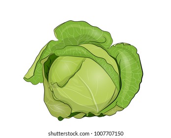 Green cabbage in vector