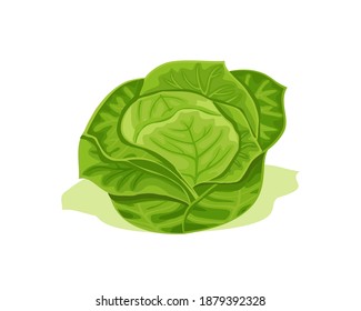 Green cabbage vector design. Fresh healthy food and vegetarian nutrition