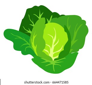 Green cabbage vector illustration isolated on white background. Healthy organic vegetarian food in flat design cartoon style