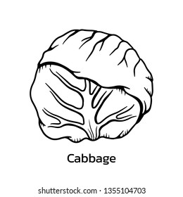 Green cabbage vector illustration. cabbage line drawing