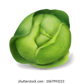 Green cabbage, vector object isolated on white background. 3d vegetable realistic illustration. Game icon.