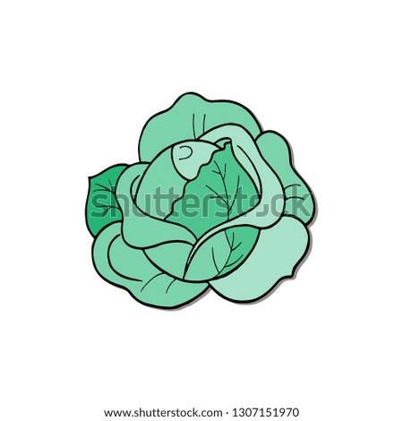 green cabbage  - vector.Healthy Eating