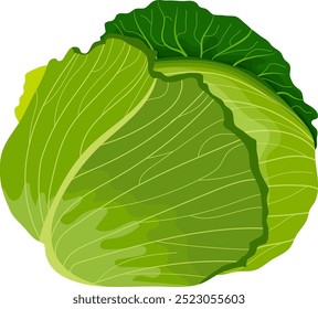 Ilustração vegetal de repolho verde isolada no fundo branco