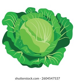 Green cabbage vegetable isolated. Fresh farm produce for market, vegetarian meals, and salad recipes. Flat vector illustration.