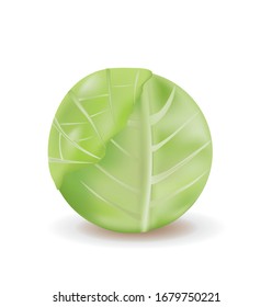 Green cabbage vegetable. vector illustration