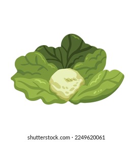 Green cabbage vegetable vector illustration isolated on white background. Food ingredients drawing with cartoon simple flat colors.