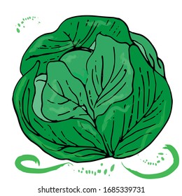Green cabbage, veggie healthy vegetable with drops on a white background. Theme of healthy eating, vitamins. Illustration for eco-products shops, products, menus. Vector, isolated.