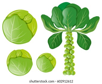 Green cabbages and brussel sprouts illustration