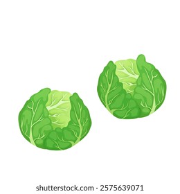 Green cabbages in flat design. Healthy nourishment, vegetables harvest. Vector illustration isolated.