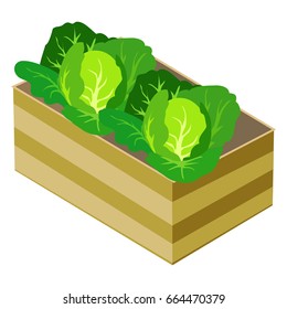 Green cabbages in wooden box isolated on white vector isometric illustration. Ecological vegetables and healthy eating template poster