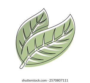 Green cacao leaves line isolated on white background. Simple silhouette of vegetable. Hand drawn cacao leafs outline. Vector illustration