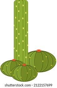 Green cactus with flowers, illustration, vector on a white background.