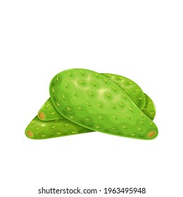 Green cactus leaf nopales icon vector illustration.