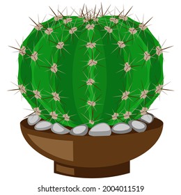 Green cactus on the flower pot, isolated on white background, vector, clipart.