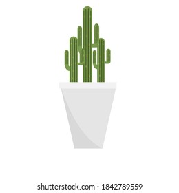 The green cactus on white background.
