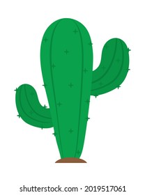 green cactus on white background