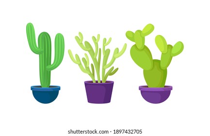 Green Cactus and Succulent Plant Growing in Flowerpots Vector Set