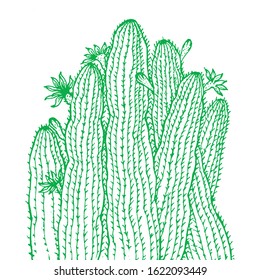 green cactus vector isolated on white background