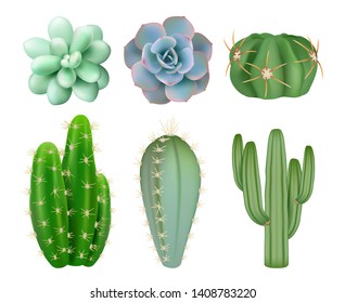 Green cactuses. Realistic indoor botanical decorative mexico plants with flowers vector illustrations. Cactus botanical houseplant, flower bloom