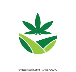 green cannabis hemp leaf vector logo template for medical agriculture company