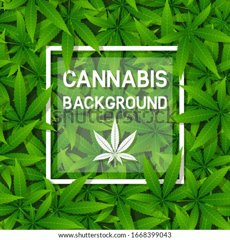 Green cannabis herb leaf background with frame
