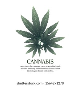 Green cannabis leaf, marijuana leaf