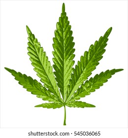 Green Cannabis Leaf On White Background Vector