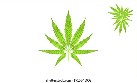 Green cannabis leaves isolated on white background.