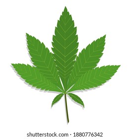 Green cannabis leaves isolated vector on white background. Growing medical marijuana.