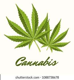 Green cannabis leaves. Vector Composition - Copy Space