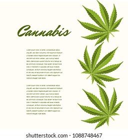 Green cannabis leaves. Vector Composition - Copy Space