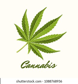 Green cannabis leaves. Vector Composition - Copy Space