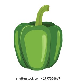 Green capsicum bell pepper vector illustration and clipart images