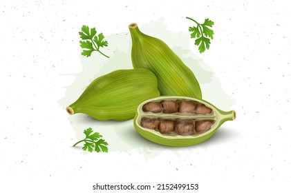 Green Cardamom pods with half piece of cardamom vector illustration